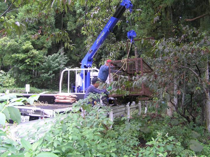 The trap is lowered into place under the chestnut tree.
