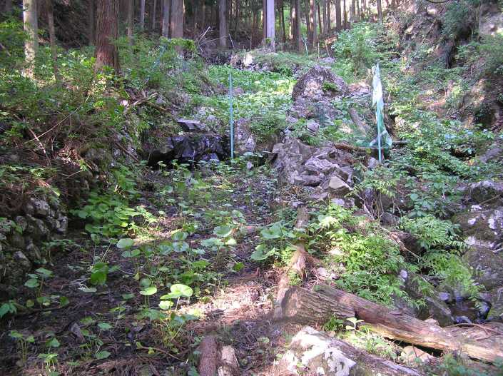 2014Wasabi12 copy 2.JPG