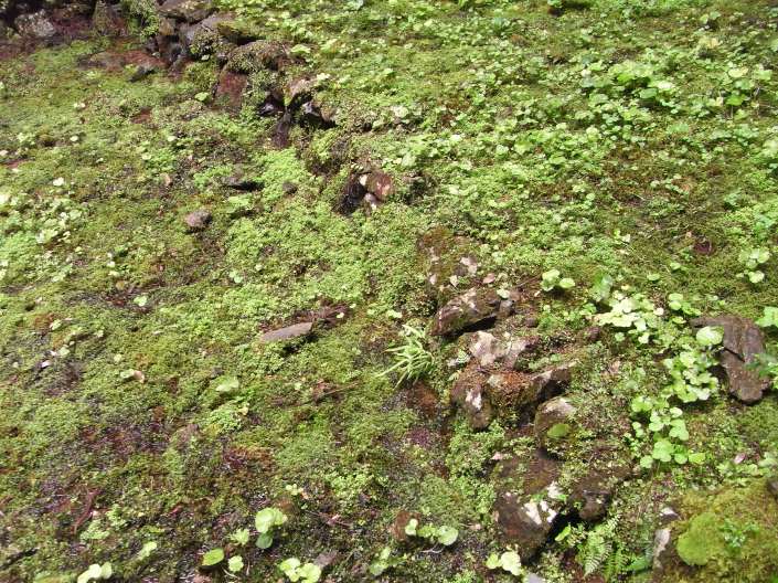 Wasabi1.27082015502 copy.JPG