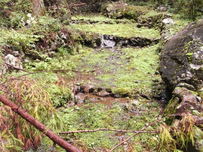 Wasabi1.27082015506 copy.JPG